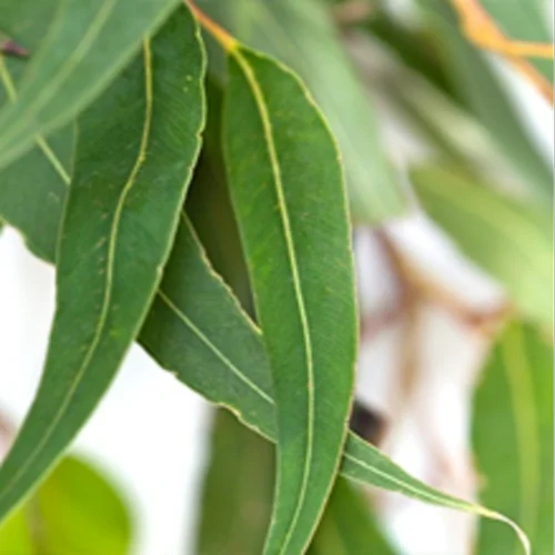 Eucalyptus Citriodora
